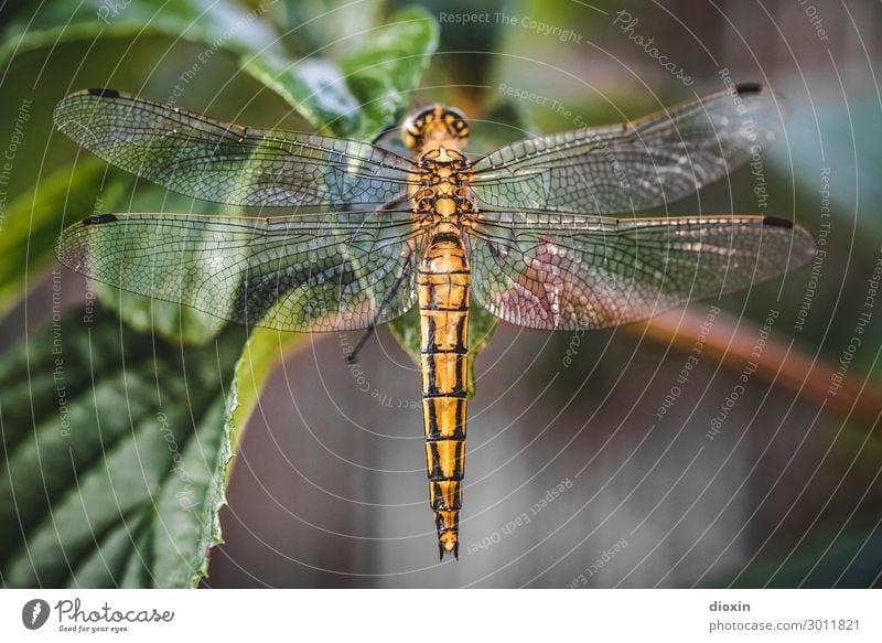 Abendlicher Besucher [2] Umwelt Natur Tier Pflanze Blatt Wildtier Flügel Libelle Libellenflügel Insekt 1 sitzen glänzend klein natürlich filigran Farbfoto