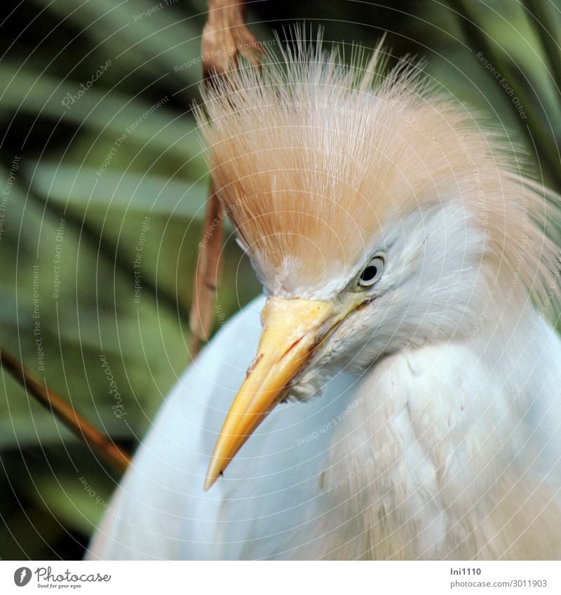 Kuhreiher Natur Tier Sommer Park braun gelb grau grün schwarz weiß Reiher Vogel Schnabel Blick in die Kamera Zoo Feder Kopfschmuck rotbraun Wasser mittelgroß