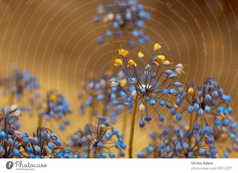 Wilde Zwiebel (Allium Cernuum ) schön Wellness Leben harmonisch Wohlgefühl Zufriedenheit Erholung ruhig Meditation Spa Tapete Feste & Feiern Natur Pflanze