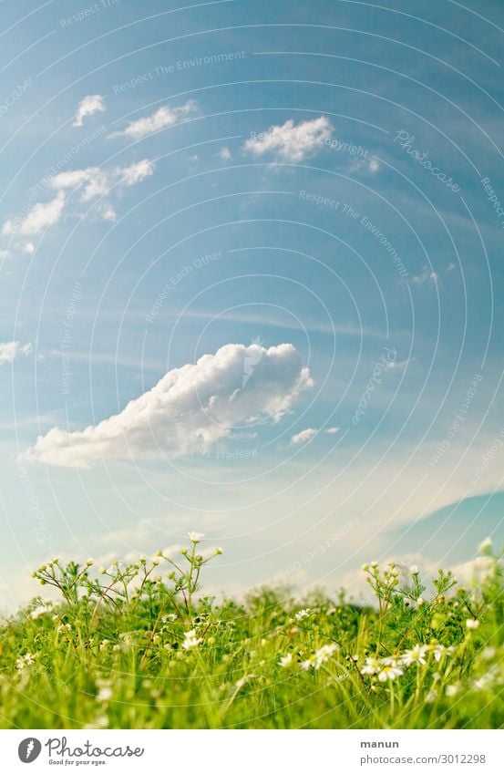 Sommerfrische Gesundheit Wohlgefühl Erholung ruhig Ferien & Urlaub & Reisen Natur Landschaft Pflanze Luft Himmel Wolken Frühling Klima Wetter Schönes Wetter