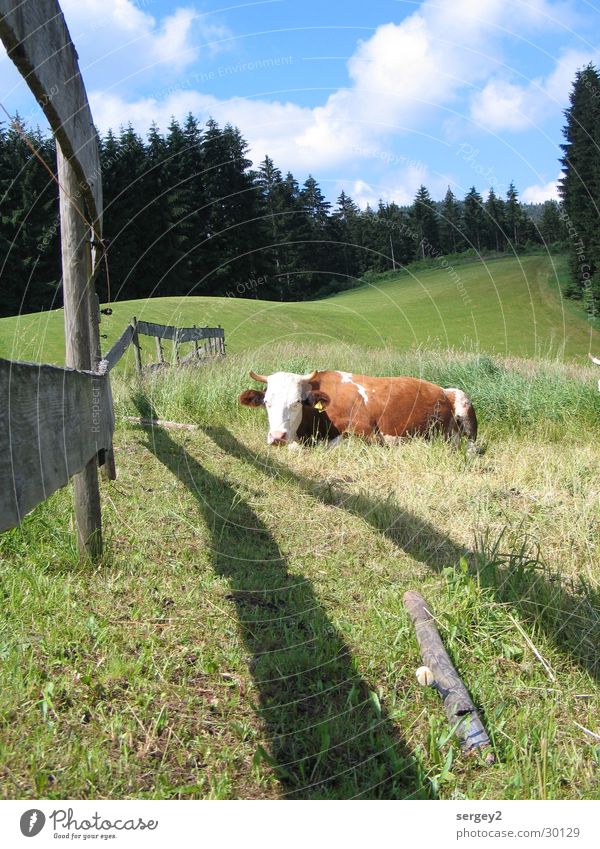 schnurrende Kuh Wiese Zaun Landwirtschaft Tanne Wald Wolken ruhig Natur Himmel Schatten Pfosten