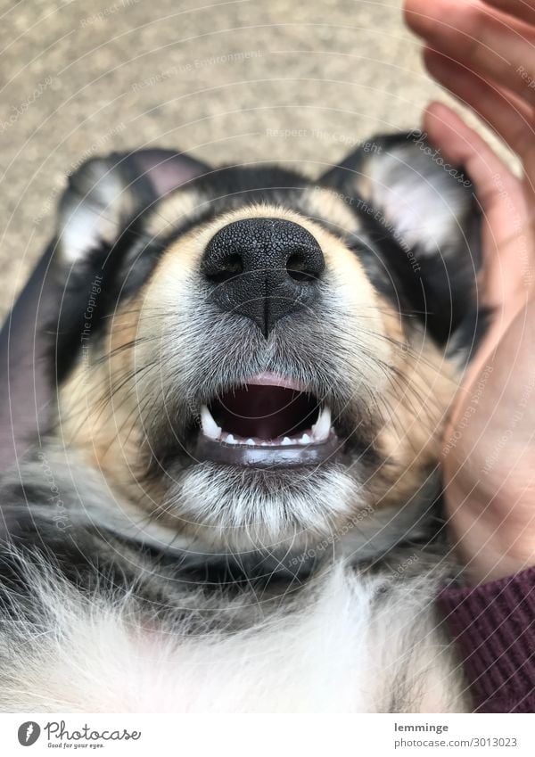 Hundeschnauze Glück Tier Haustier 1 Tierjunges schlafen Welpe Hundeblick Hundekopf Hundeauge Maul Zähne Collie Golden Retriever Mischling Farbfoto