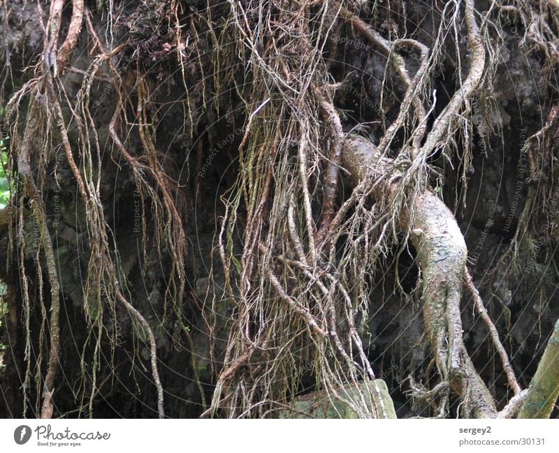 Wurzel Baum braun mystisch Wald Detailaufnahme