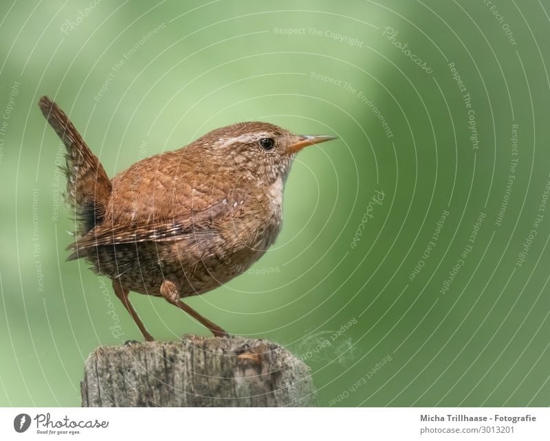 Zaunkönig auf einem Holzpfahl Natur Tier Sonnenlicht Schönes Wetter Wildtier Vogel Tiergesicht Flügel Krallen Troglodytes troglodytes Kopf Schnabel Auge Feder