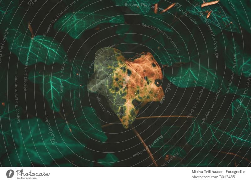 Vergänglichkeit Umwelt Natur Pflanze Sonnenlicht Efeu Blatt Grünpflanze alt Blühend leuchten dehydrieren Wachstum nah natürlich trocken gelb grün orange schwarz