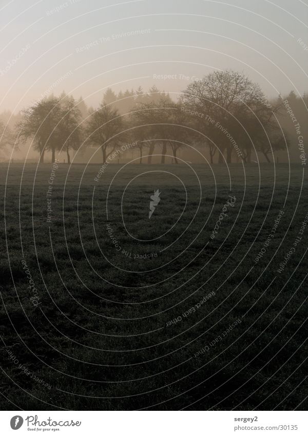 früh morgens 1 Morgen Nebel Landwirtschaft grau Feld Baum Sonnenaufgang Tau mystisch