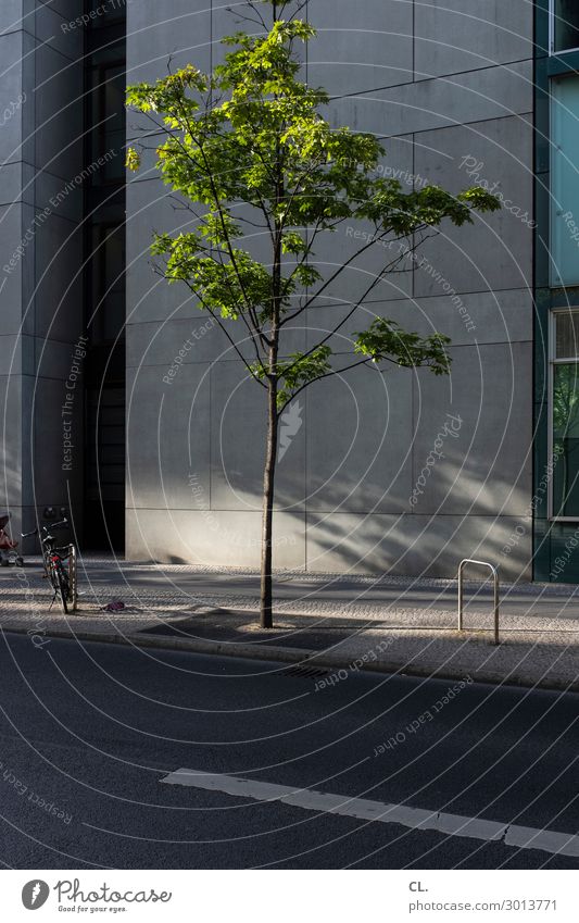 baum und fahrrad Sommer Schönes Wetter Baum Haus Architektur Wand Verkehr Verkehrswege Straßenverkehr Fußgänger Wege & Pfade Fahrrad Natur Außenaufnahme Tag