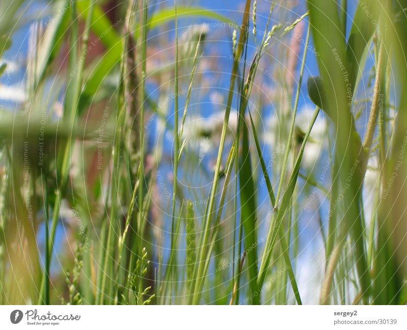 es grünt so grün..... Gras Blume Feld Zoomeffekt Nahaufnahme Himmel Bodenbelag