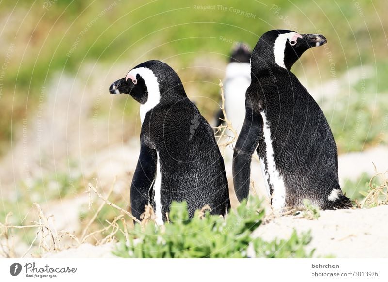 nicht immer einer meinung Tier Tierporträt wild Südafrika frei Kontrast Licht Tag Morgen Menschenleer Farbfoto Außenaufnahme Nahaufnahme Detailaufnahme Fernweh