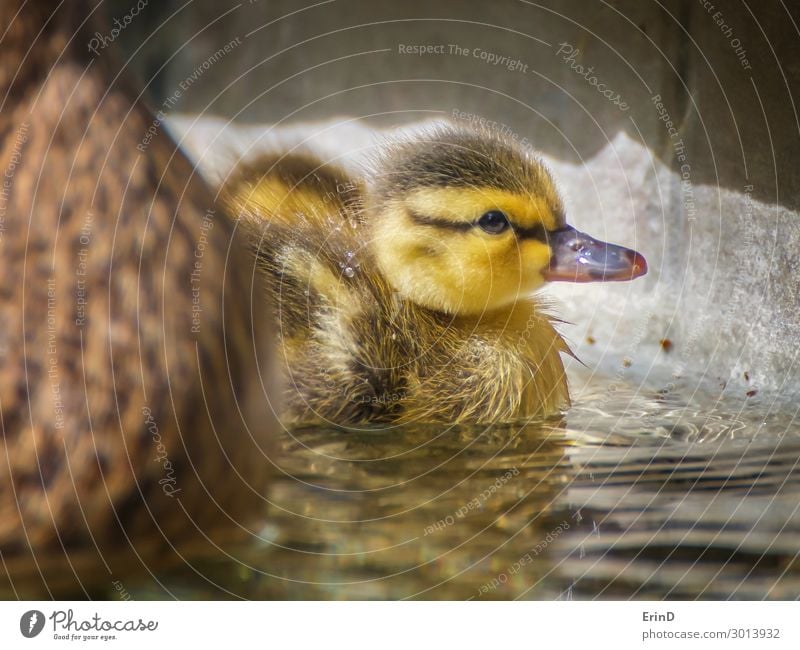 Baby Stockente Entenküken im Pool mit flauschigen Federn Leben Schwimmbad Sommer Mutter Erwachsene Natur Vogel Tropfen Coolness frisch einzigartig klein neu