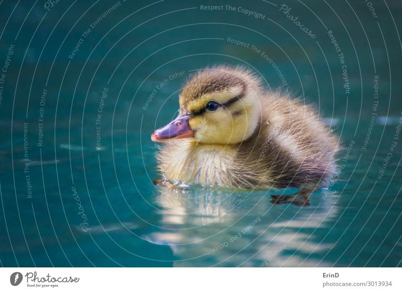 Nahaufnahme Baby Mallard Entlein schwimmt in blauem Pool Leben Schwimmbad Sommer Mutter Erwachsene Natur Vogel Tropfen Coolness frisch einzigartig klein nass