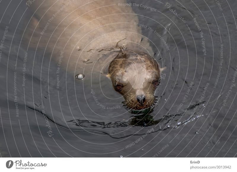 Seelöwe aus dem Ozean in Monterey Kalifornien aus nächster Nähe Gesicht Meer Menschengruppe Umwelt Natur Tier Küste Pelzmantel Coolness frisch einzigartig nass