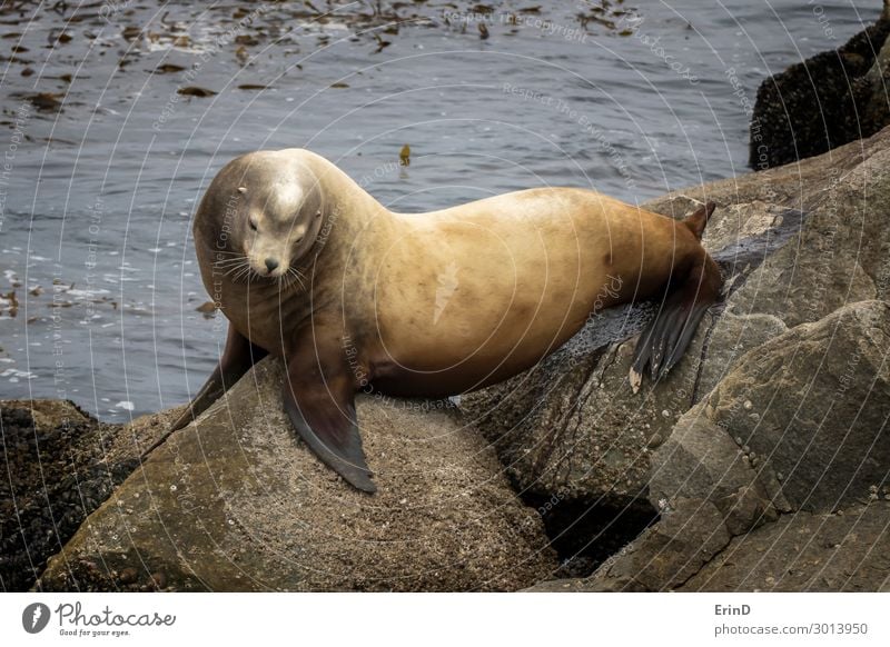 Großer männlicher Seelöwe beim Urinieren auf Felsen in Kalifornien Seelandschaft Gesicht Meer Mann Erwachsene Familie & Verwandtschaft Menschengruppe Umwelt