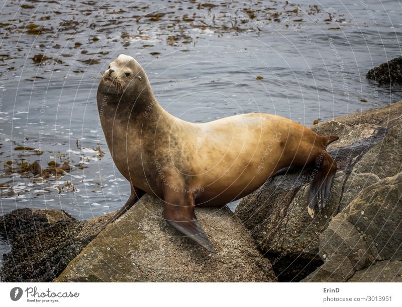 Großer männlicher Seelöwe uriniert auf Felsen mit Meereshintergrund Gesicht Mann Erwachsene Familie & Verwandtschaft Menschengruppe Umwelt Natur Tier Pelzmantel