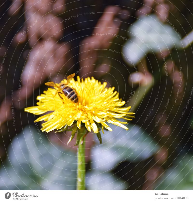 Der Zahn des Löwen Umwelt Natur Pflanze Tier Sonne Sonnenlicht Frühling Sommer Klima Schönes Wetter Blume Blüte Wildpflanze Garten Park Wiese fliegen Fressen