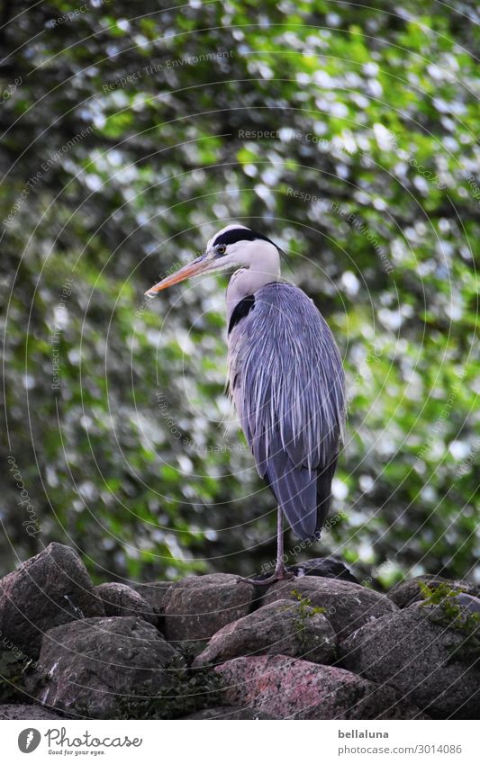 Blick nach links Umwelt Natur Pflanze Tier Sonnenlicht Sommer Schönes Wetter Baum Wildpflanze Park Wald Felsen Wildtier Vogel Tiergesicht Flügel 1 ästhetisch