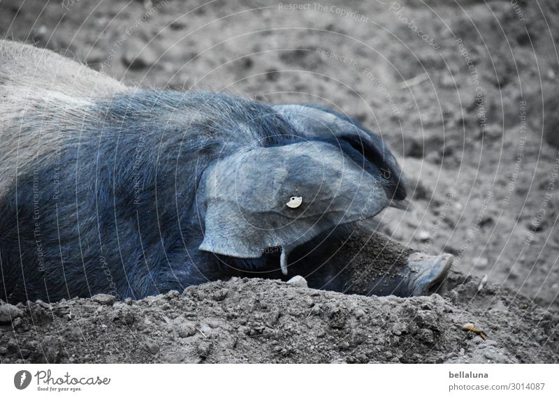 Schwein Tier Sau Säugetier Schnauze dreckig Farbfoto Nutztier Tierporträt Bauernhof Natur Schweinschnauze Landwirtschaft Außenaufnahme Menschenleer Glück Tag