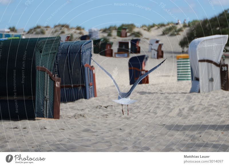 Möwe fliegt zwischen Strandkörben am Hauptstrand, Borkum Tourismus Abenteuer Sommer Sommerurlaub Meer Insel Natur Landschaft Sand Luft Himmel Wolkenloser Himmel