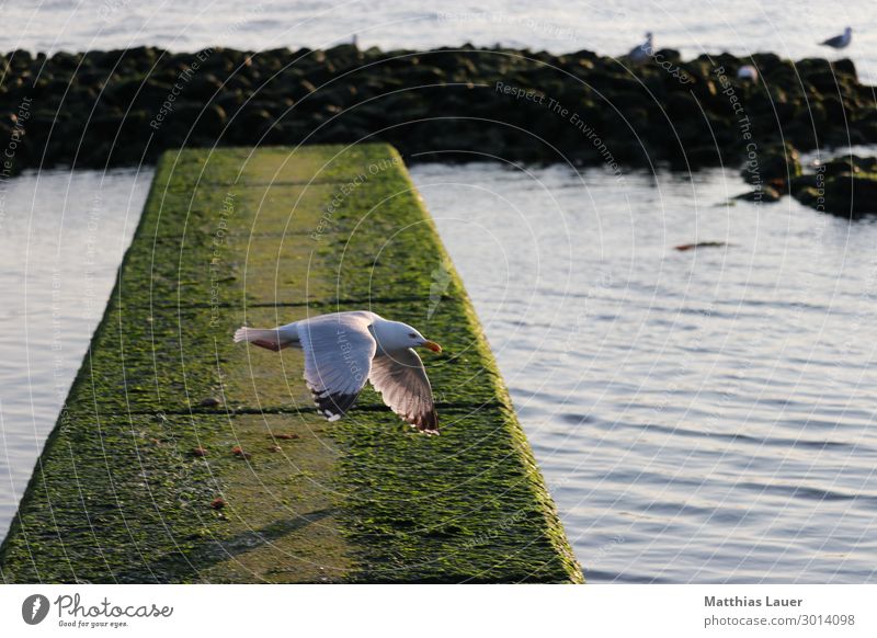 Möwe im Anflug auf Beute in der Abenddämmerung, Borkum Ferien & Urlaub & Reisen Tourismus Sommer Sommerurlaub Sonne Meer Insel Wellen Natur Landschaft Luft