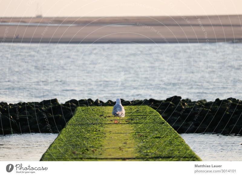 Möwe geht auf einer Buhne auf Borkum aufs Meer zu Ferien & Urlaub & Reisen Tourismus Sommer Sommerurlaub Strand Insel Natur Landschaft Wasser Himmel