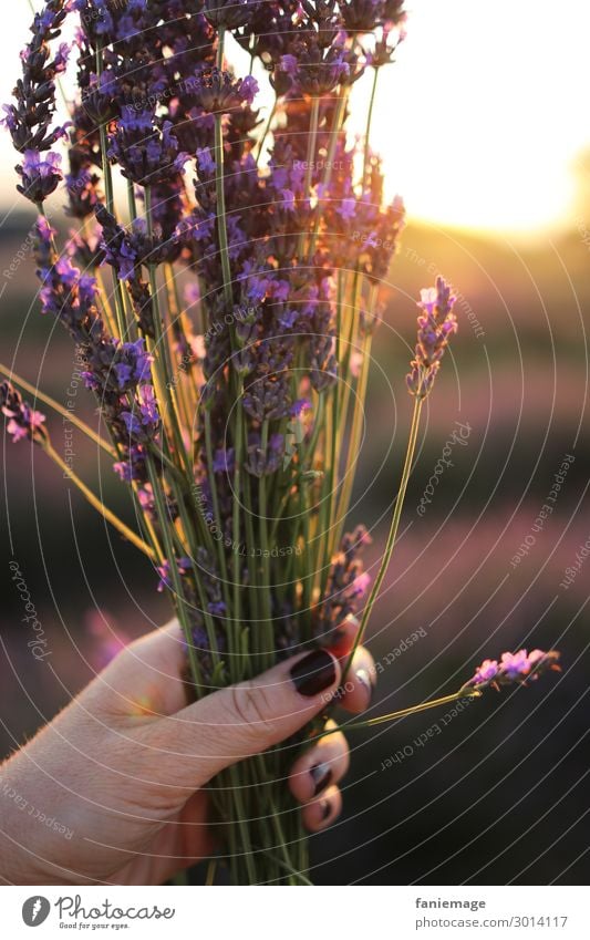 bouquet de lavande feminin Finger Umwelt Natur Schönes Wetter Freude Glück Fröhlichkeit Lebensfreude Lavendelfeld Blumenstrauß Nagellack Gegenlicht violett Duft