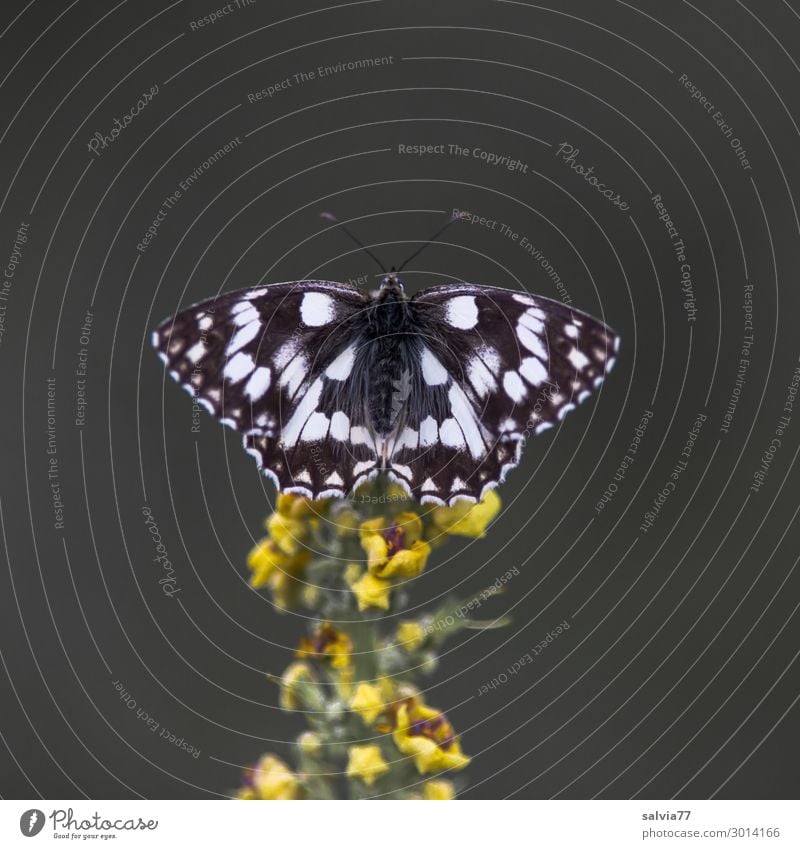 Schachbrett Umwelt Natur Sommer Pflanze Blume Blüte Wildpflanze Königskerze Tier Schmetterling Flügel Insekt 1 Duft Farbfoto Außenaufnahme Makroaufnahme Muster