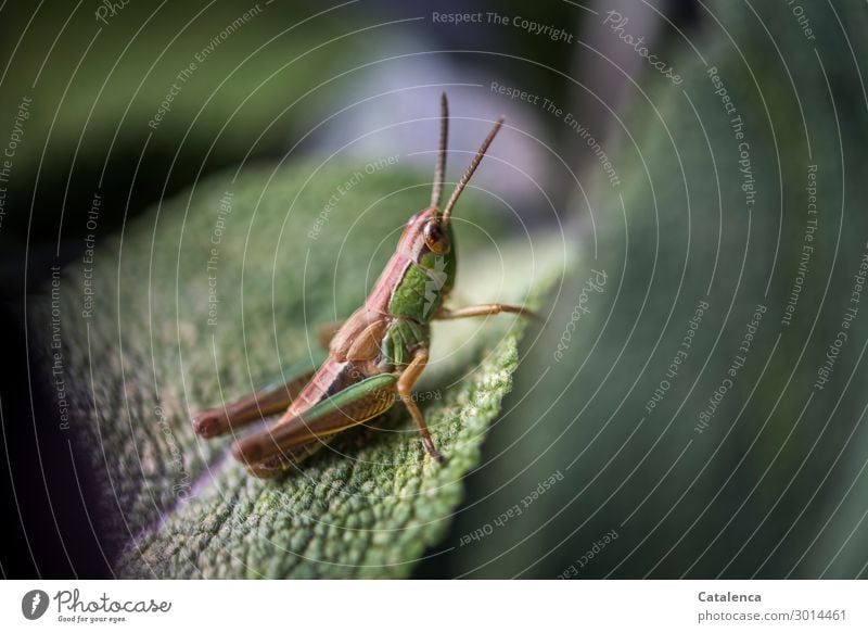 Auf dem Sprung, eine Heuschrecke sitzt absprungbereit auf einem Salbeiblatt Natur Tier Sommer Pflanze Blatt Garten Wildtier Insekt Steppengrashüpfer 1 hocken