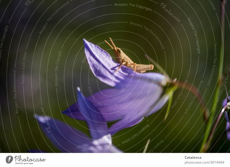 Eine kleine Schrecke sitzt auf einer Glockenblume Natur Pflanze Tier Sommer Blume Blatt Blüte Garten Wiese Heuschrecke 1 beobachten springen schön blau braun