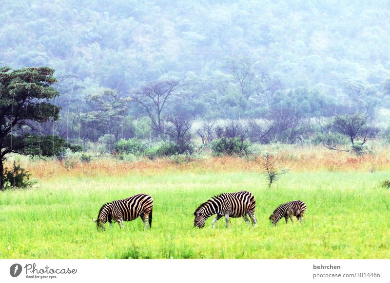 dreiklang | synchron grasen Tierliebe Tierschutz Farbfoto Menschenleer Außenaufnahme beobachten wild fantastisch Wildnis exotisch beeindruckend besonders