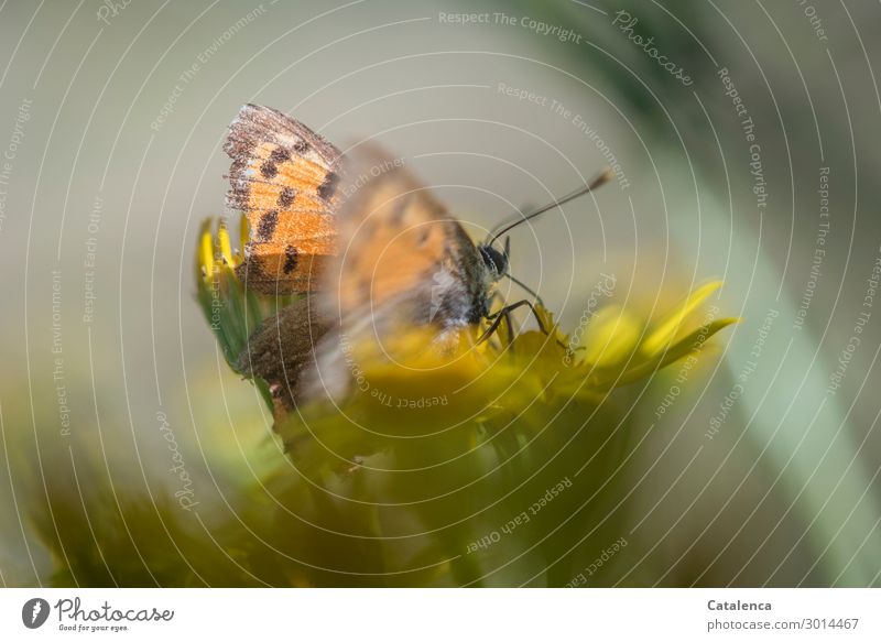 Ums Überleben gehts ein Leben lang; der Feuerfalter im Spätsommer auf Jakobskreutzkraut Sommer Pflanze Blume Blatt Blüte Wildpflanze Jakobskreuzkraut Garten