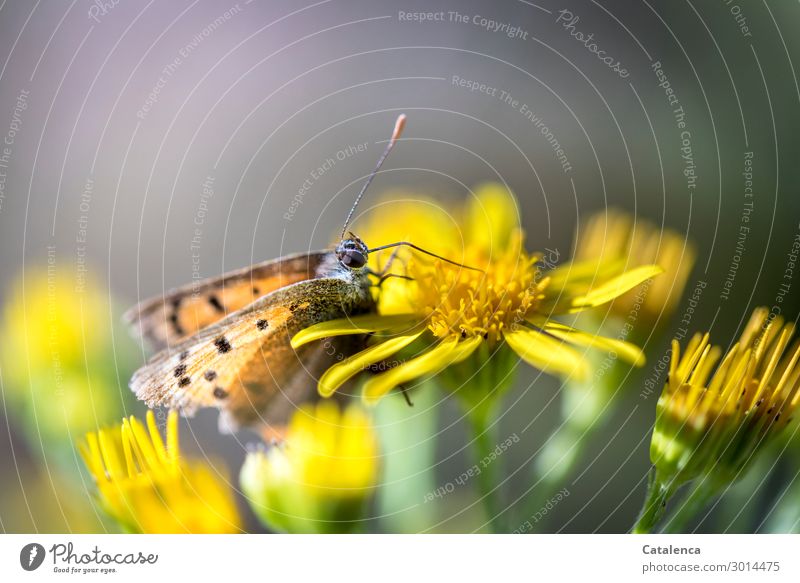 Ein etwas ramponierter Feuerfalter auf einer Blüte  des Jakobskreuzkraut Natur Pflanze Tier Sommer Blatt Wildpflanze Wiese Blühend Duft Fressen schön kaputt