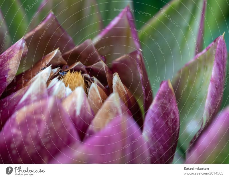 Knospe einer Artischocke Lebensmittel Gemüse Ernährung Bioprodukte Vegetarische Ernährung Vegane Ernährung Natur Pflanze Sommer Blume Blüte Nutzpflanze Garten