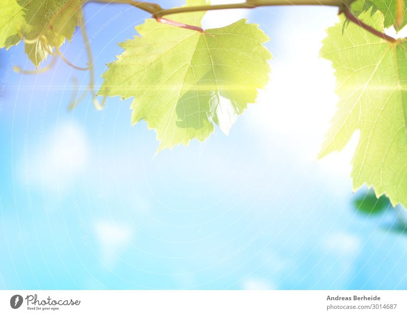 Weinblätter Sommer Landwirtschaft Forstwirtschaft Natur Blatt Qualität Wachstum freshness close harvest agricultural vineyard wine autumn sky sun branch