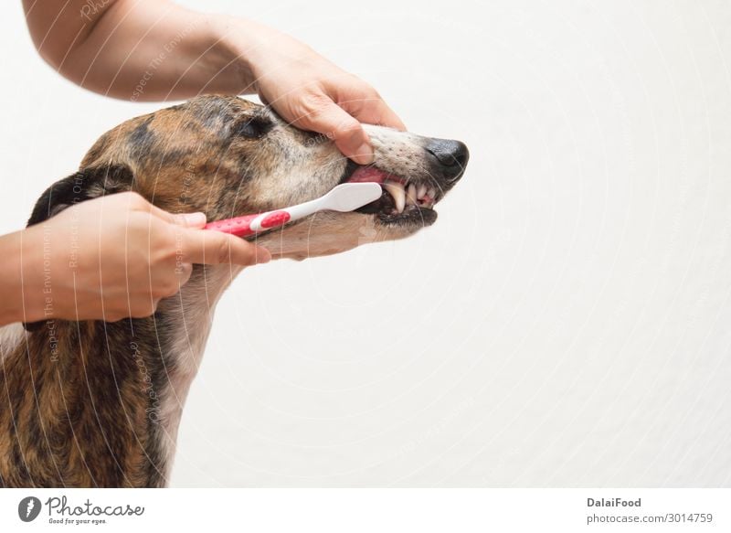 Zähneputzen des Hundes Medikament Arzt Krankenhaus Mund Hand Tier Haustier Zahnbürste klein niedlich Sauberkeit weiß Hintergrund Bürste Pflege Karies Reinigen