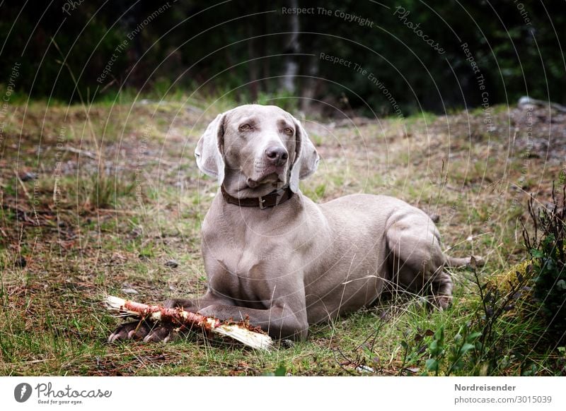 R.I.P. Tia Ausflug wandern Gras Wiese Wald Tier Haustier Hund beobachten Freundlichkeit Vertrauen Sicherheit loyal Tierliebe Jagdhund Weimaraner Farbfoto