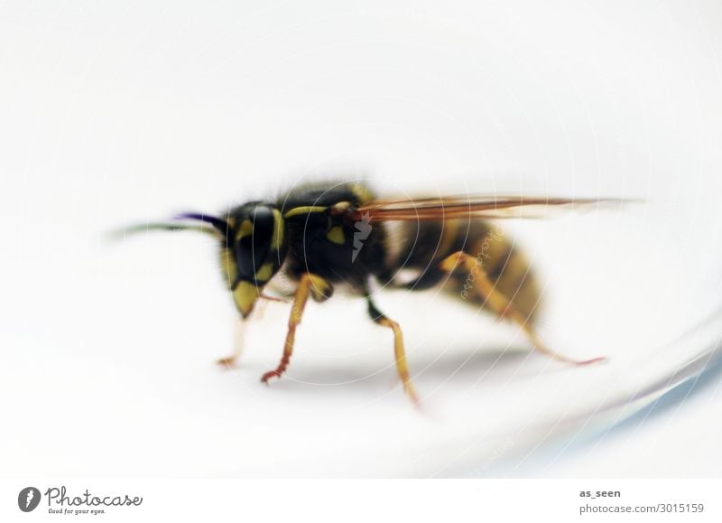 Wespe Sommer Tier Biene Tiergesicht Wespen Insekt Flügel Stachel 1 krabbeln authentisch natürlich gelb schwarz bedrohlich nachhaltig Natur Umwelt Umweltschutz