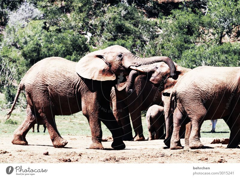 platzhirsch ähm elefant;) Ferien & Urlaub & Reisen Tourismus Ausflug Abenteuer Ferne Freiheit Safari Wildtier Tiergesicht Elefant Rüssel Ohr Herde kämpfen