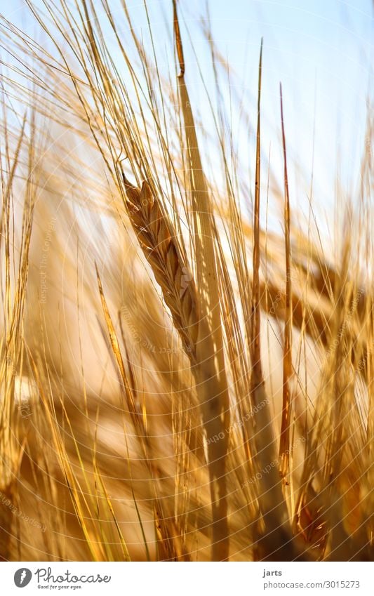 goldgelb Natur Pflanze Sommer Schönes Wetter Nutzpflanze Feld frisch Gesundheit natürlich Lebensmittel Getreide Kornfeld Gerste Bioprodukte Farbfoto