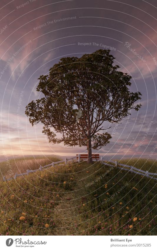 Grasgrüner Rückzugsort Sommer Natur Pflanze Sonnenaufgang Sonnenuntergang Frühling Baum Blume Grünpflanze Wiese Hügel natürlich oben gelb rosa rot Hoffnung