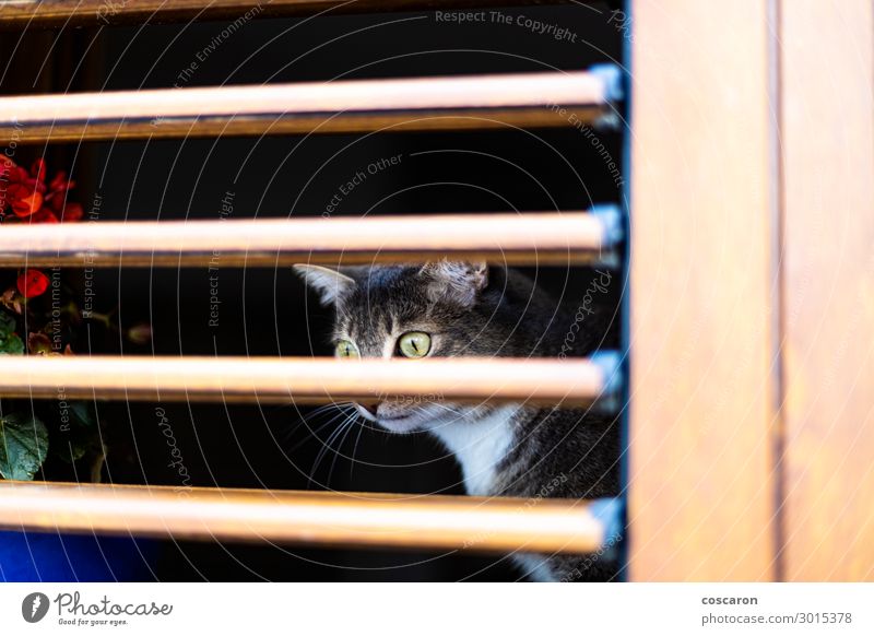 Gelbe Augen Katze hinter einer Holzjalousie Design schön Gesicht Ferien & Urlaub & Reisen Sommer Wohnung Haus Küche Natur Tier Dorf Hochsitz Terrasse Pelzmantel