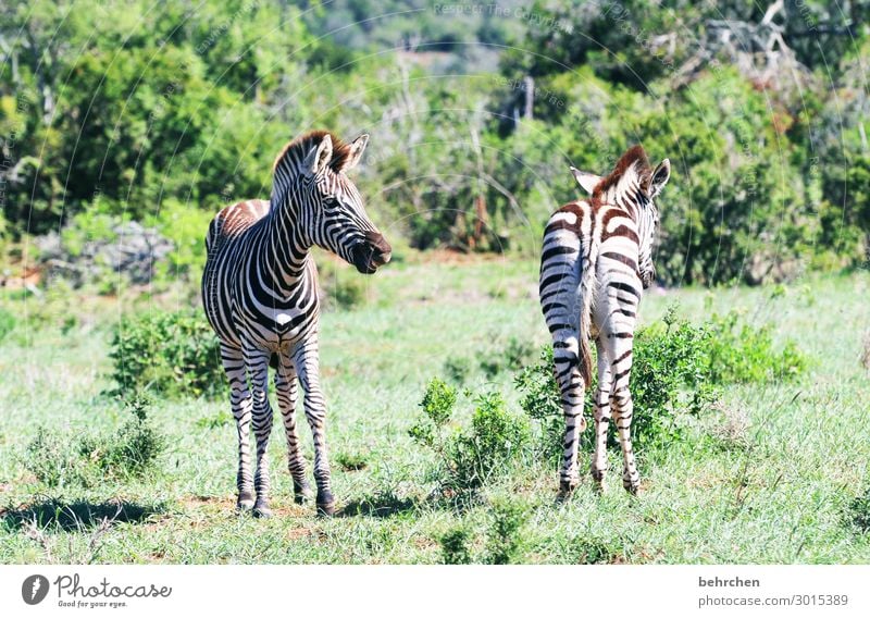 von hinten wie von vorn Addo Schwanz Hinterteil Rückansicht beobachten addo Ausflug Tourismus Ferien & Urlaub & Reisen beeindruckend Abenteuer Ferne Freiheit