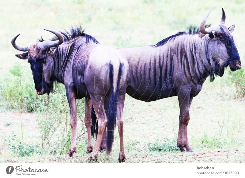 naa, was guckst du?! Gnu beobachten wild fantastisch intensiv Wildnis Sonnenlicht exotisch Licht außergewöhnlich beeindruckend Ausflug Ferne insbesondere