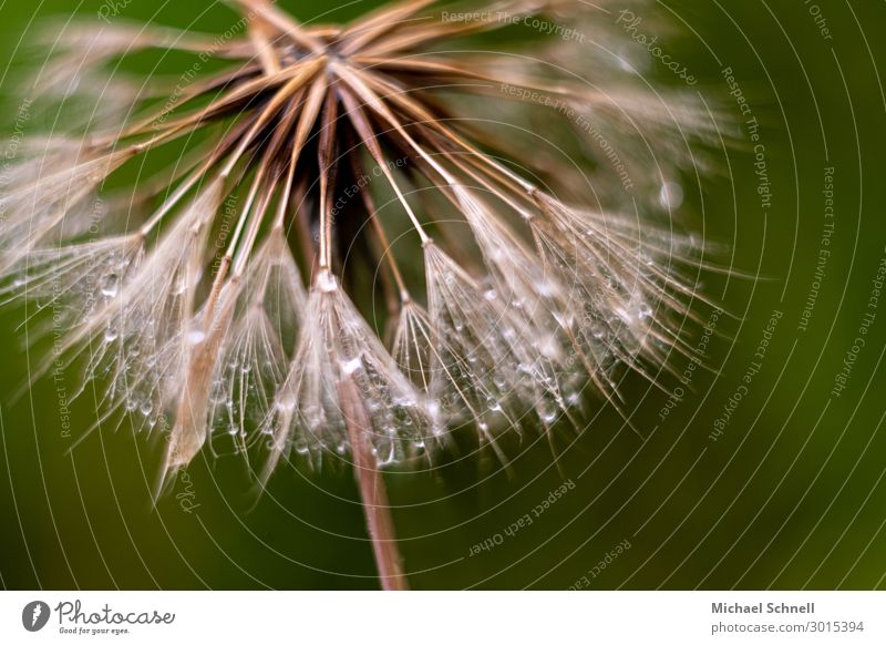 Tropfen in Pusteblume Umwelt Natur Pflanze Löwenzahn Flüssigkeit natürlich zart Vergänglichkeit Farbfoto Gedeckte Farben Außenaufnahme Nahaufnahme Makroaufnahme