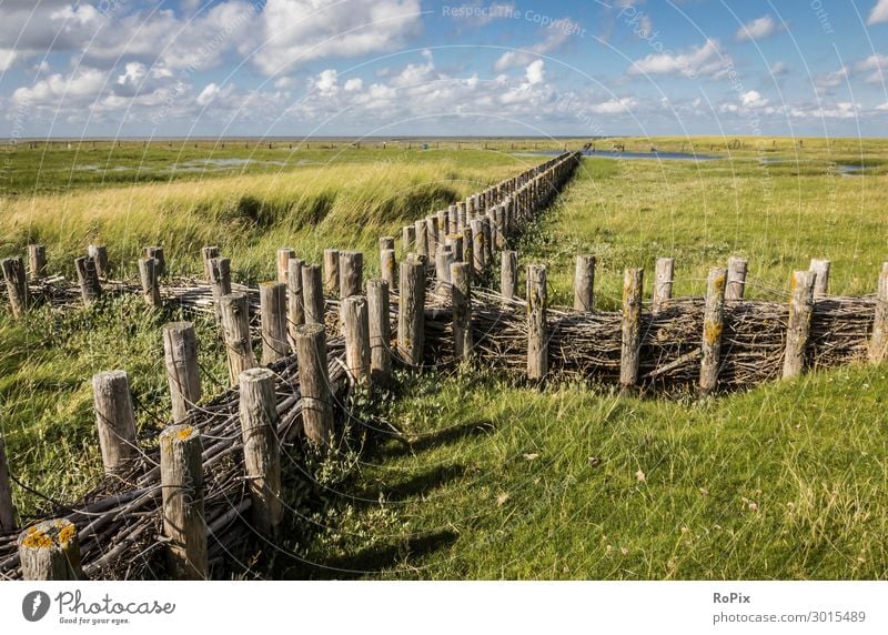 Salzwiesen an der Nordsee. Erholung Ferien & Urlaub & Reisen Tourismus Abenteuer Freiheit Sightseeing Sommerurlaub Strand wandern Umwelt Natur Landschaft