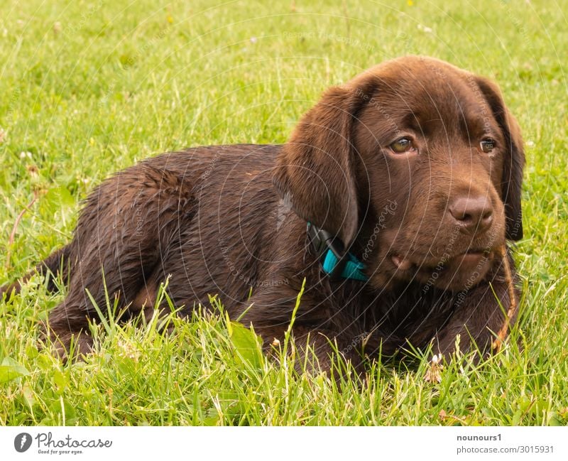 Welpe im Gras Tier Haustier Hund Tiergesicht Fell 1 Tierjunges liegen Coolness Fröhlichkeit lustig braun grün türkis frech neugierig Farbfoto Außenaufnahme