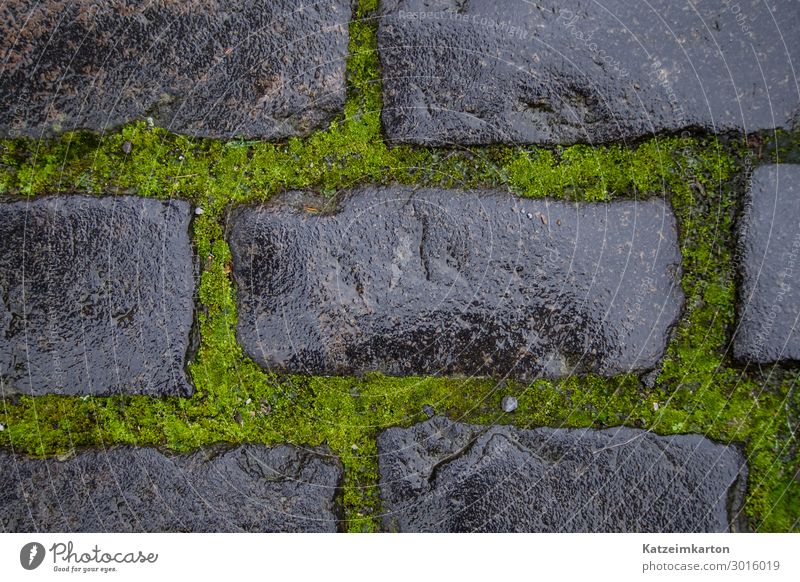 Nasse Steine und Moos - Hintergrund Erde Mauer Wand Straße Wege & Pfade nass natürlich grau grün einfach Bürgersteig Bodenbelag Hintergrundbild ruhig Farbfoto