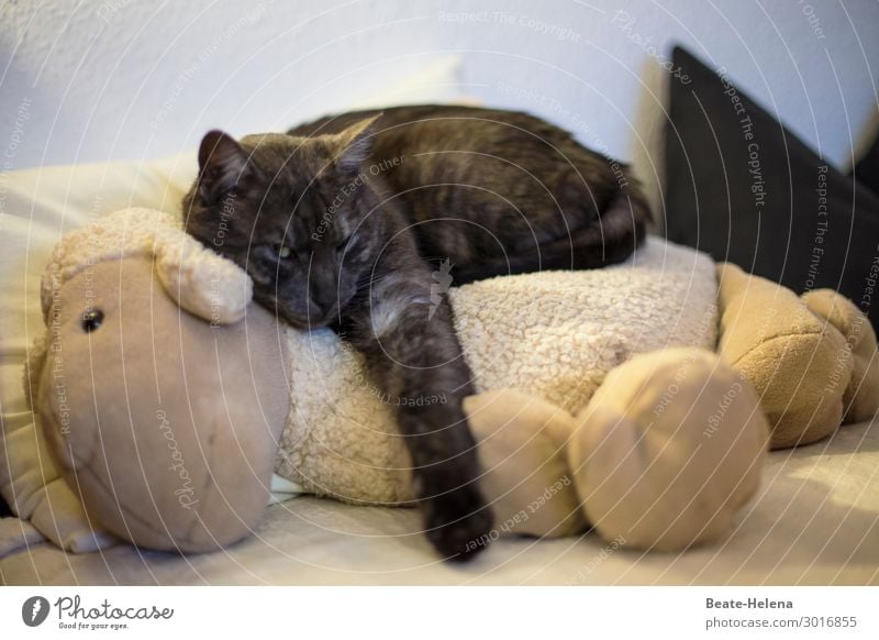 Best friends Häusliches Leben Wohnung Sofa Bett Flirten Tier Haustier Katze Fell Krallen Lamm Erholung krabbeln Liebe schlafen ästhetisch außergewöhnlich