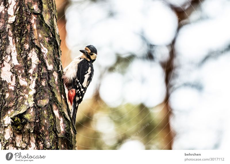 klopf klopf festhalten Feder Tiergesicht fantastisch Freiheit Detailaufnahme Menschenleer Baum Nahaufnahme Fressen Wald Vogel Specht fliegen Flügel Tierschutz