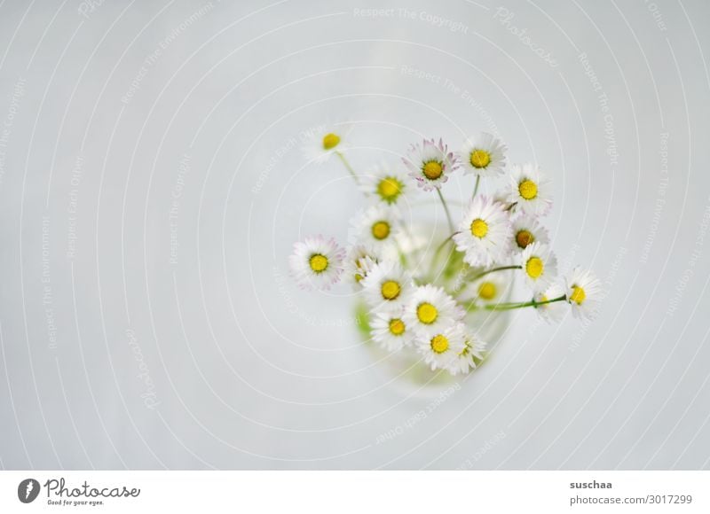 gänseblümchen Blumen Pflanze Gewächs Blüten Gänseblümchen Vase neutraler Hintergrund einfach Minimalismus minimal hell weiss Geburtstag Wellness Frühling zart