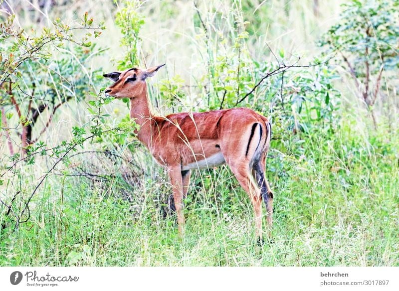 südafrikanisches reh Tierjunges Abenteuer Landschaft fantastisch Freiheit Tourismus Safari Südafrika Tierliebe Wildnis Fernweh Tag Tierporträt Tierschutz